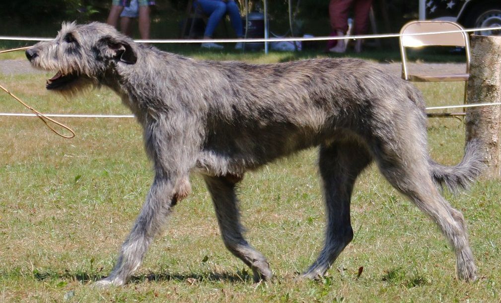 Mozart (dit mojo) de la Mascotte Couronnée