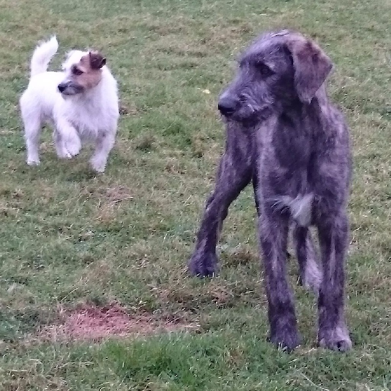 Mozart (dit mojo) de la Mascotte Couronnée