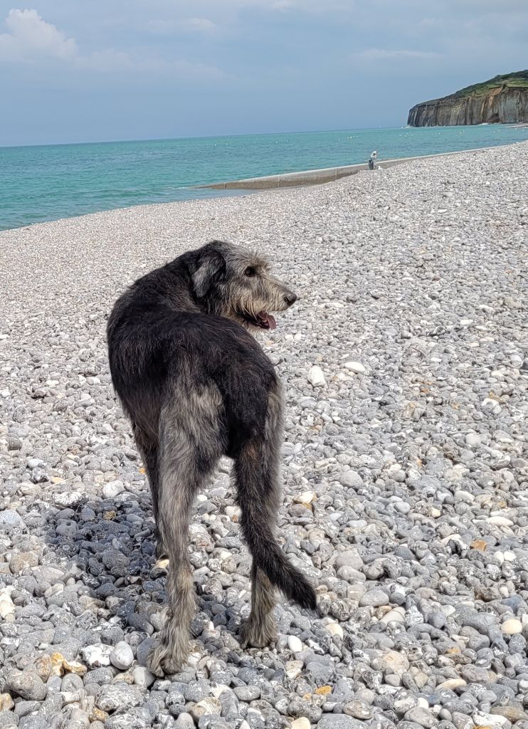 Mozart (dit mojo) de la Mascotte Couronnée