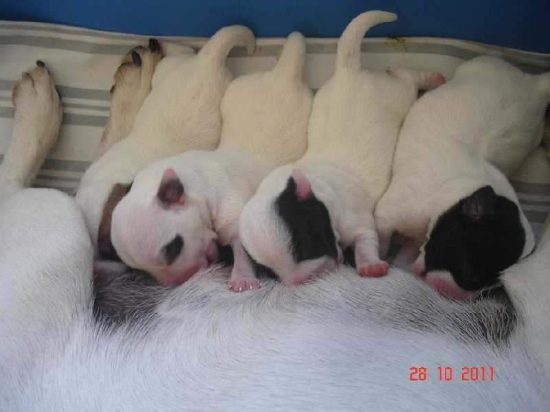 Du Haras Du Theil - Jack Russell Terrier - Portée née le 27/10/2011