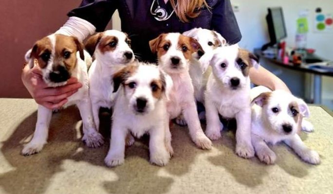 chiot Jack Russell Terrier Du Haras Du Theil