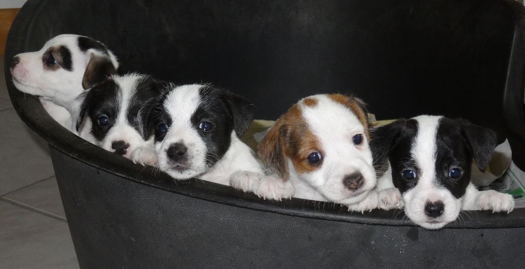 Du Haras Du Theil - Jack Russell Terrier - Portée née le 10/08/2019