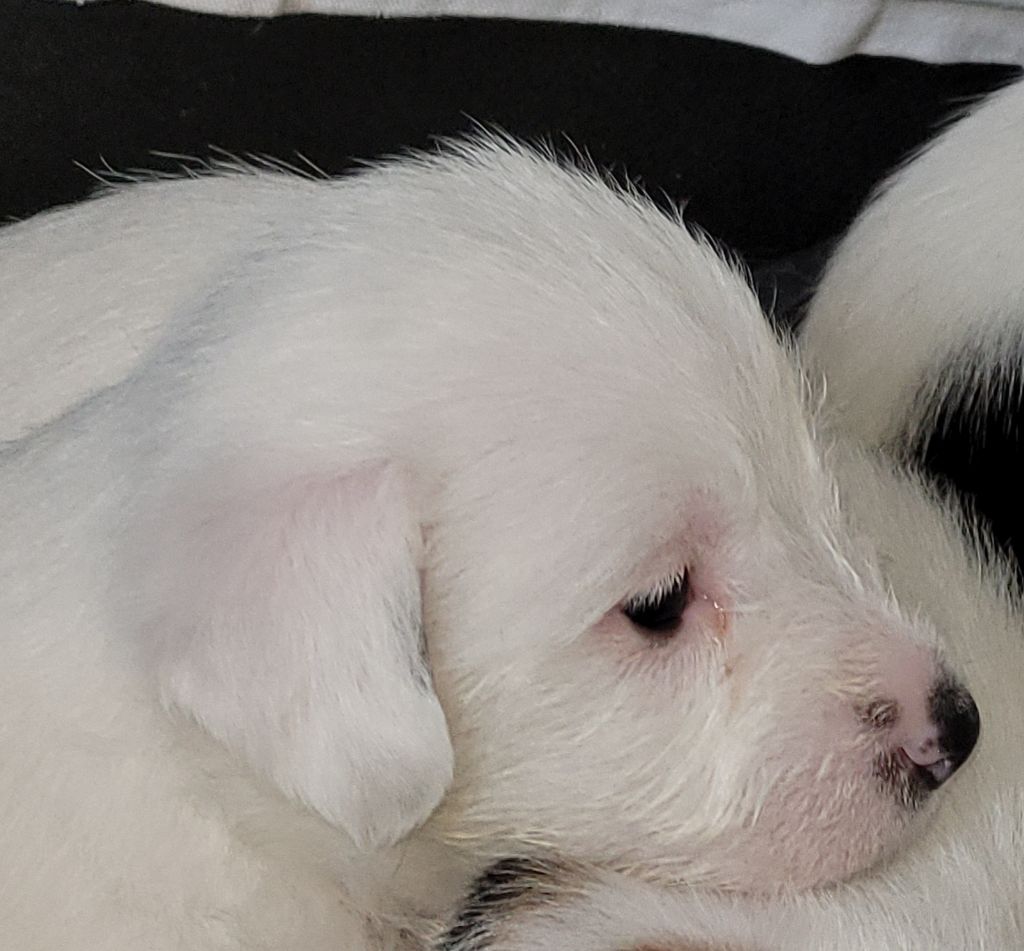 Chiots octobre 2023