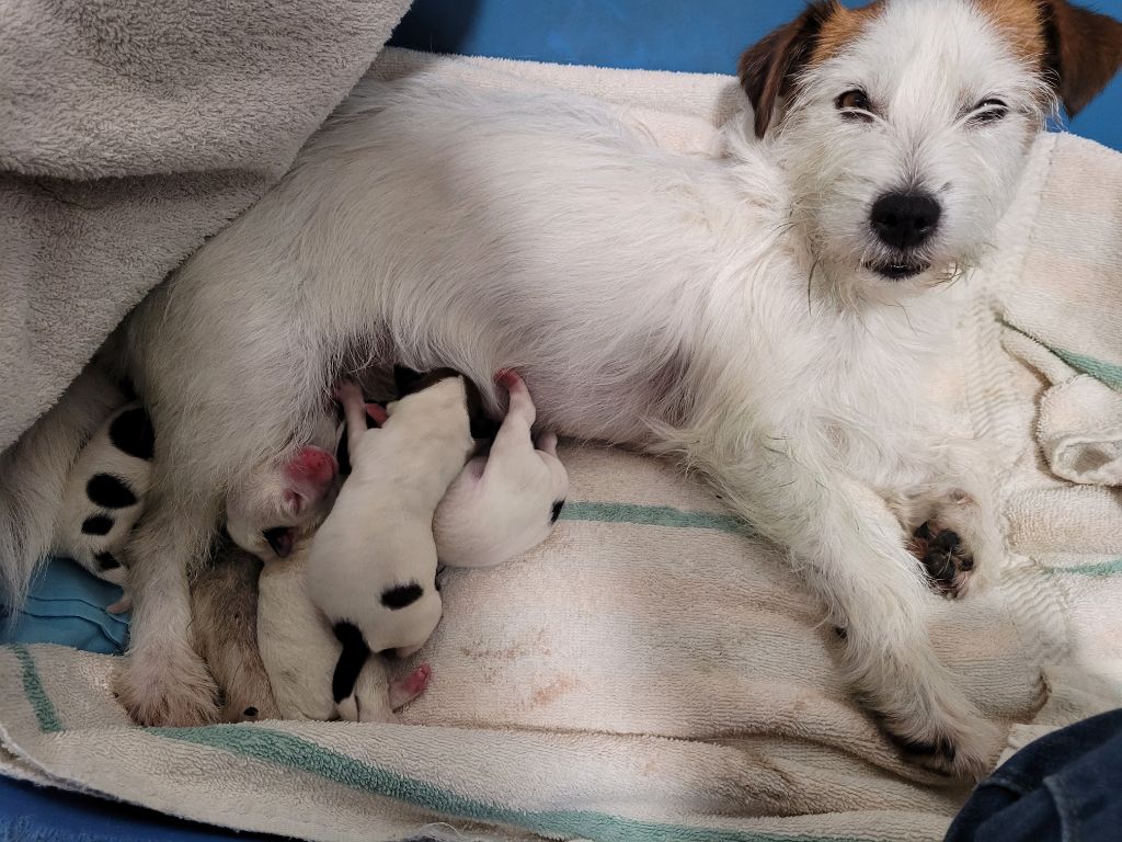 CHIOTS OSEZ JOSEPHINE 2022