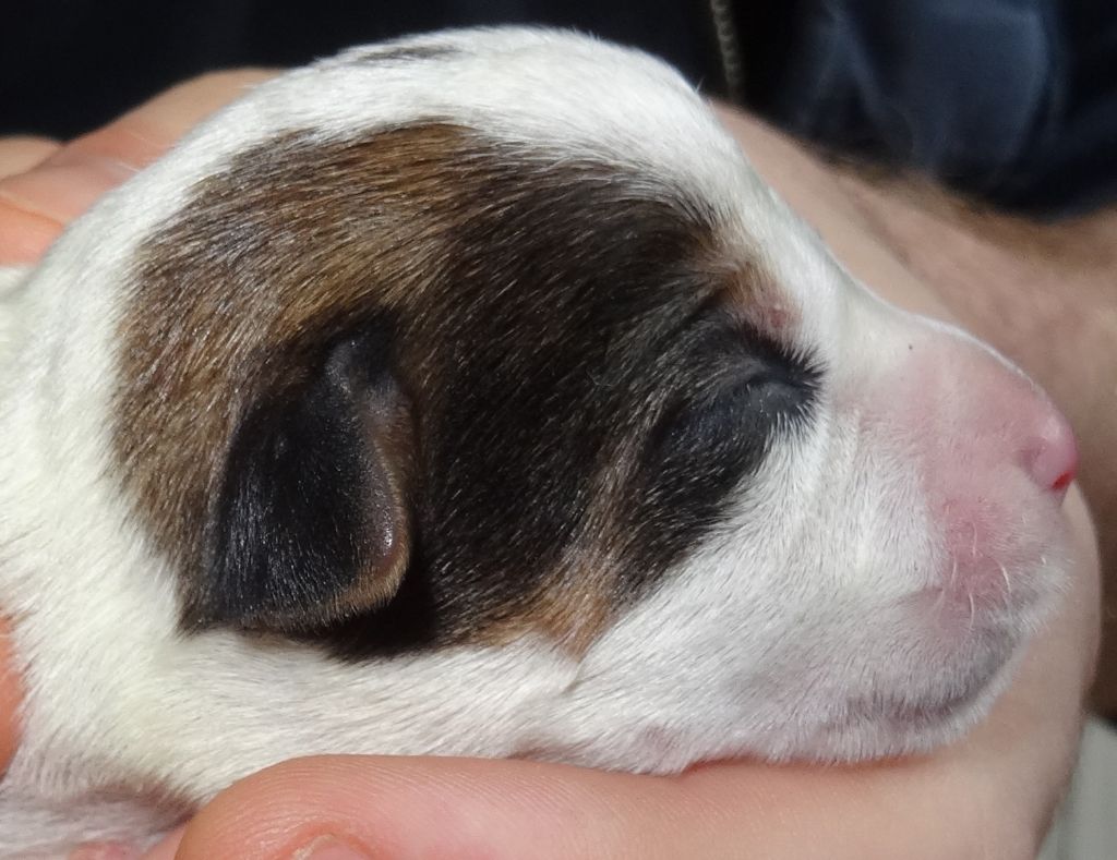 PENNY LANE