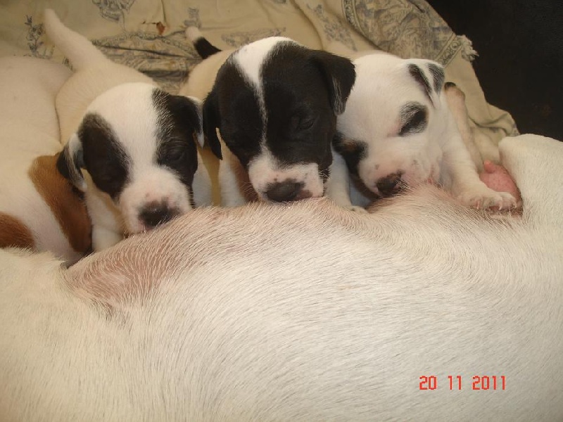 chiots DYPSIE 2011