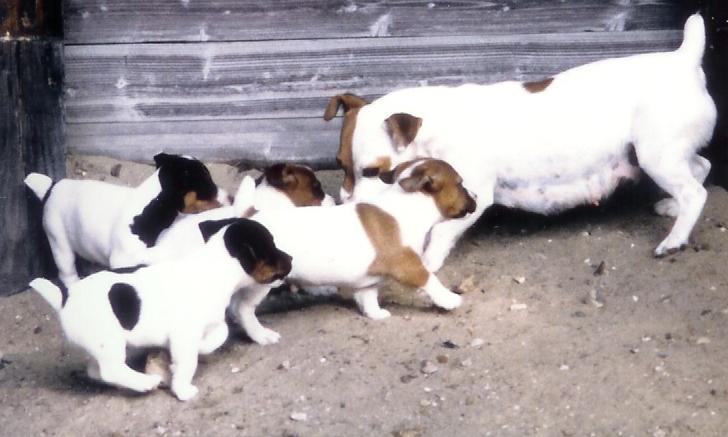 CHIOTS de 1998 à 2008