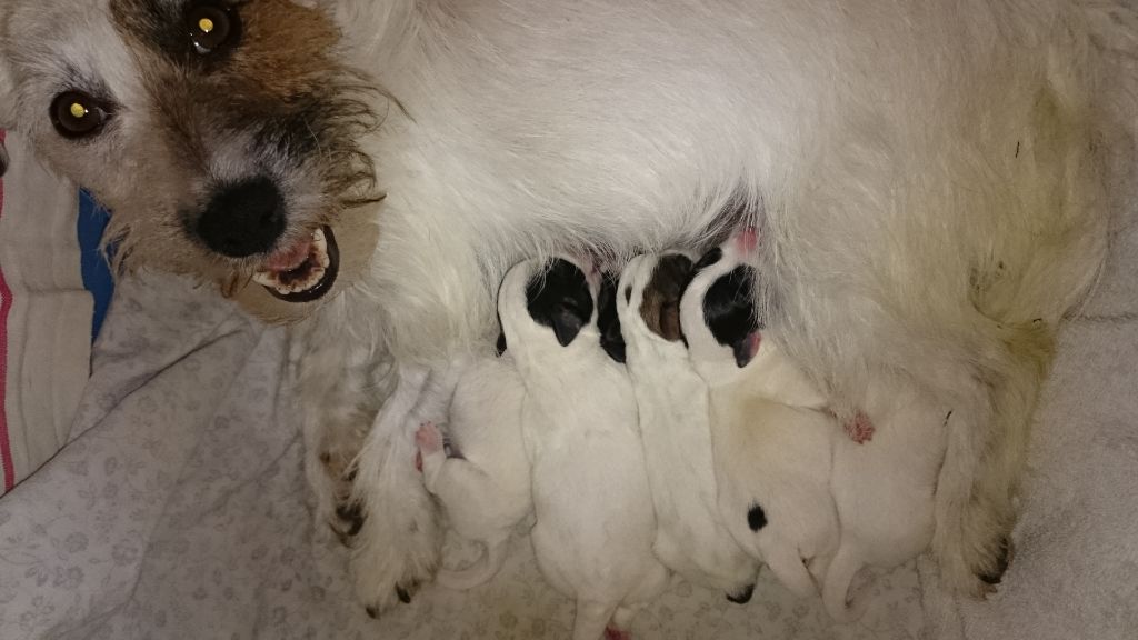 CHIOTS JAVA INTREPIDE 2019
