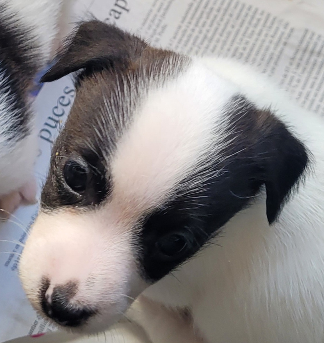 Du Haras Du Theil - Chiots disponibles - Jack Russell Terrier