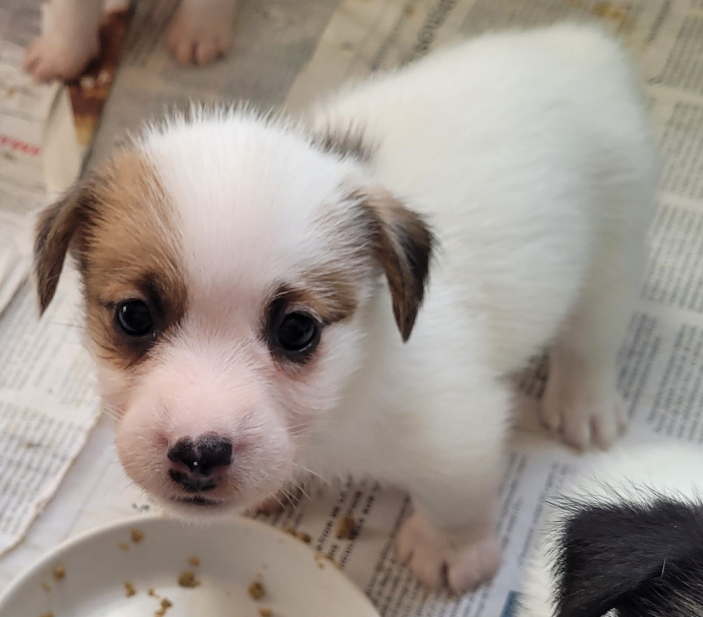 Du Haras Du Theil - Chiots disponibles - Jack Russell Terrier