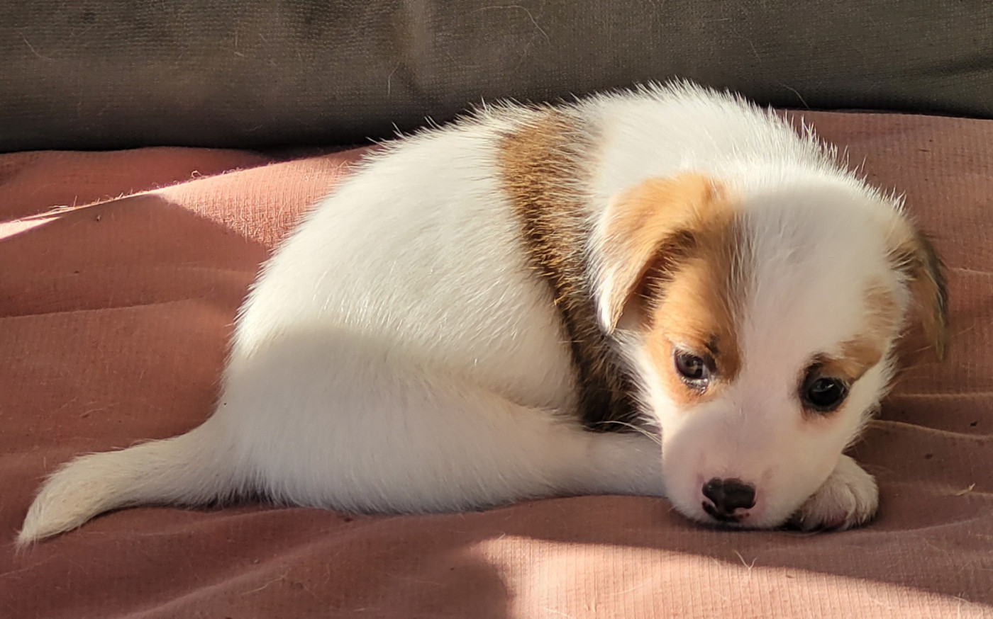 Du Haras Du Theil - Chiots disponibles - Jack Russell Terrier