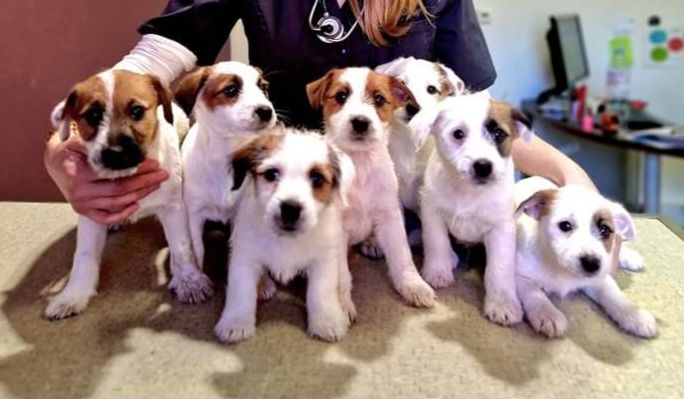 Du Haras Du Theil - Jack Russell Terrier - Portée née le 01/10/2023