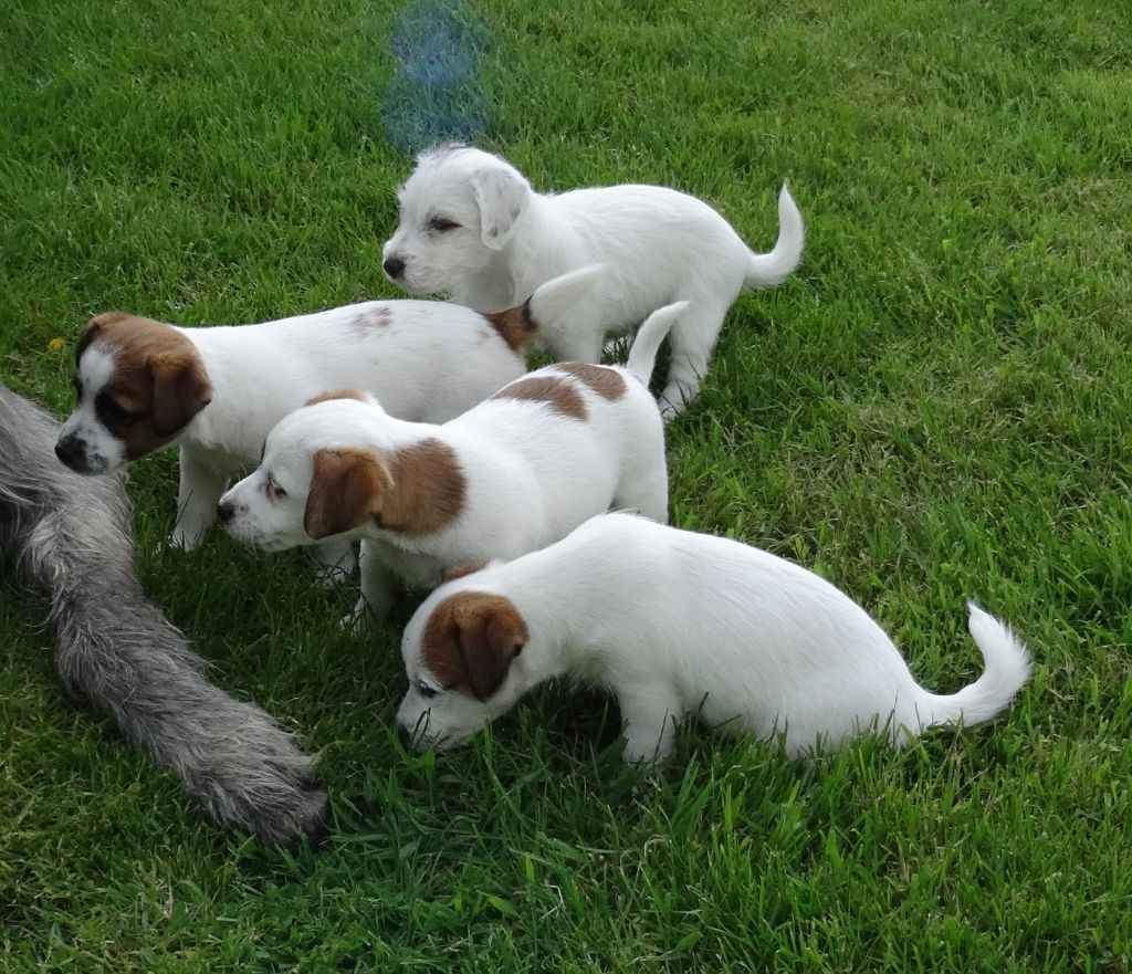 Du Haras Du Theil - Jack Russell Terrier - Portée née le 14/03/2018